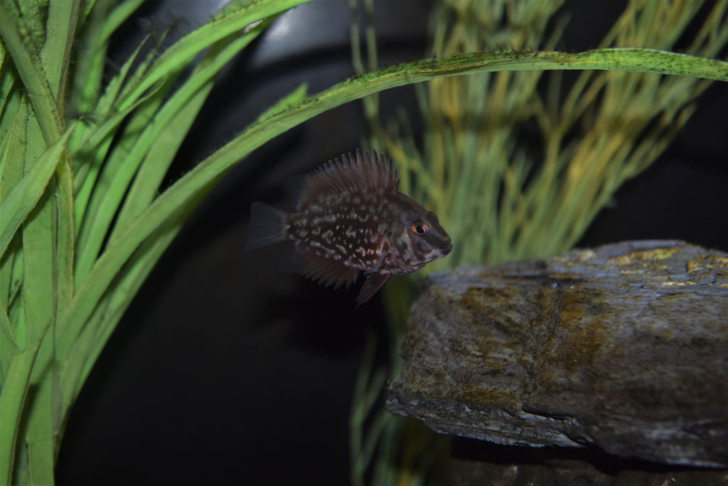Juvenile Uaru