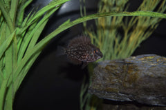 Juvenile Uaru