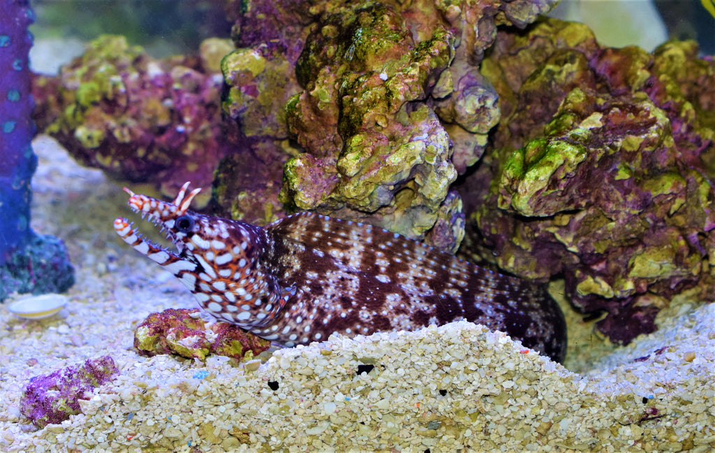 Dragon Moray