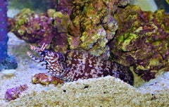 Dragon Moray