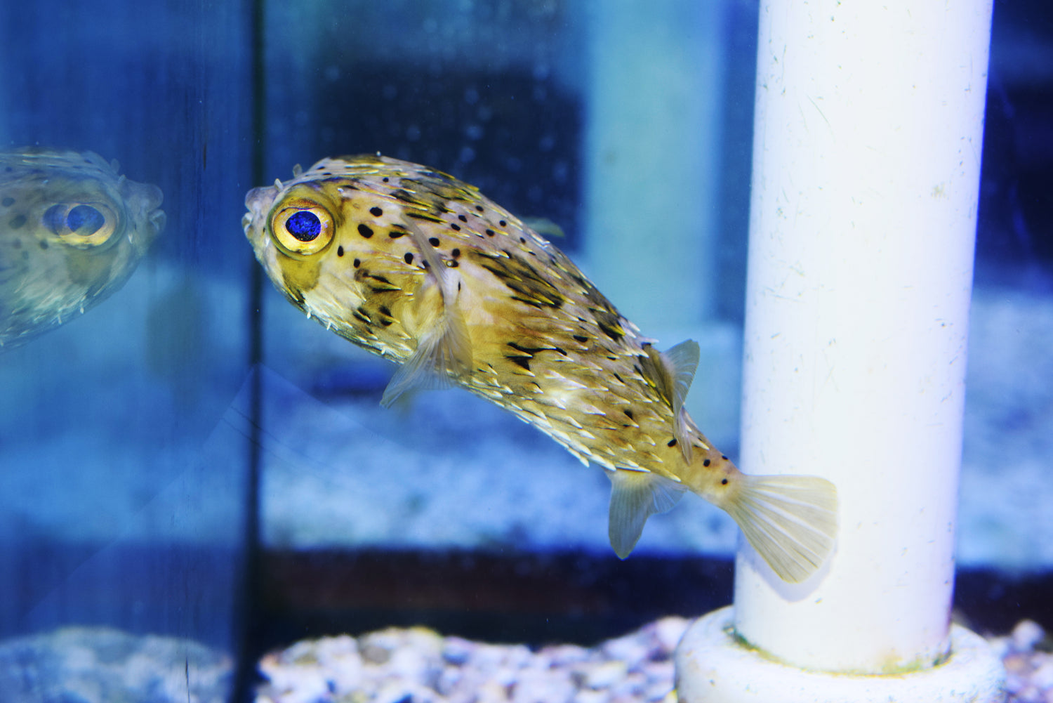 Porcupine Puffer