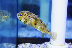 Porcupine Puffer
