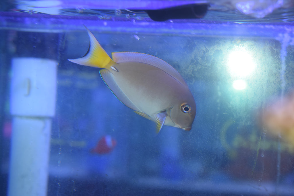 White-Spine Tang