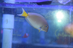 White-Spine Tang