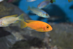 Red Zebra Mbuna
