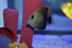 Scopas Tang