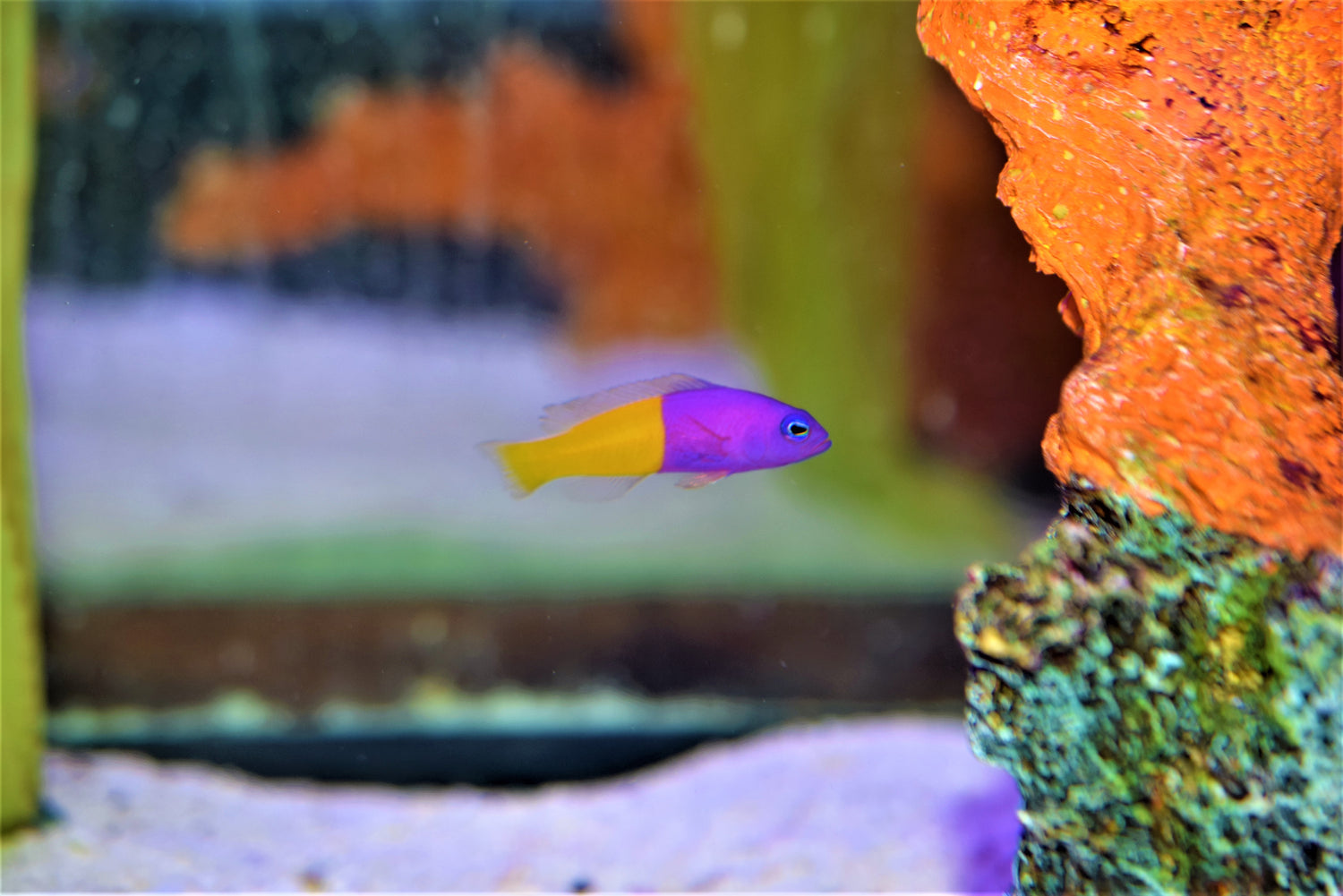 Bicolor Pseudochromis