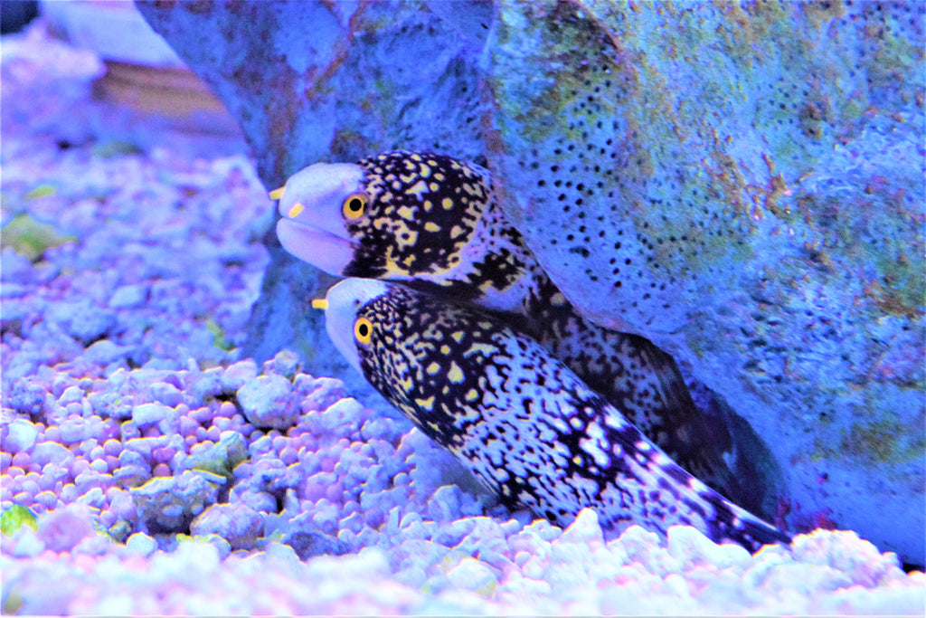 Snowflake Eel