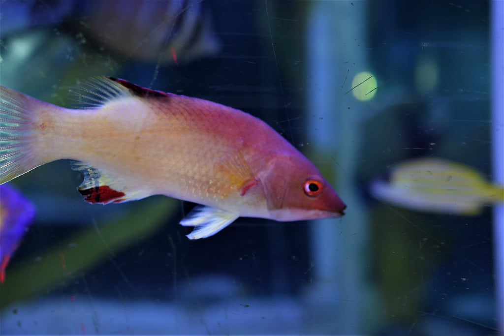 Diana Hogfish