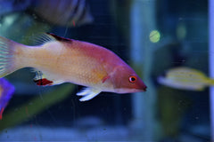 Diana Hogfish