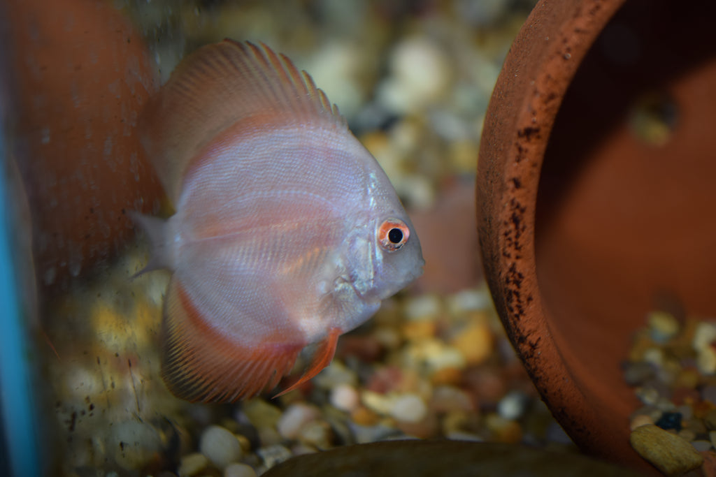 Red Marlboro Discus