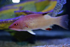 Diana Hogfish