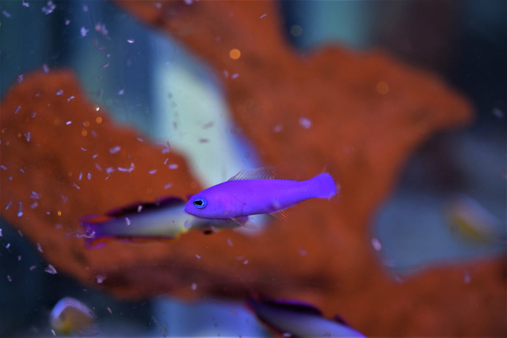 Purple Pseudochromis