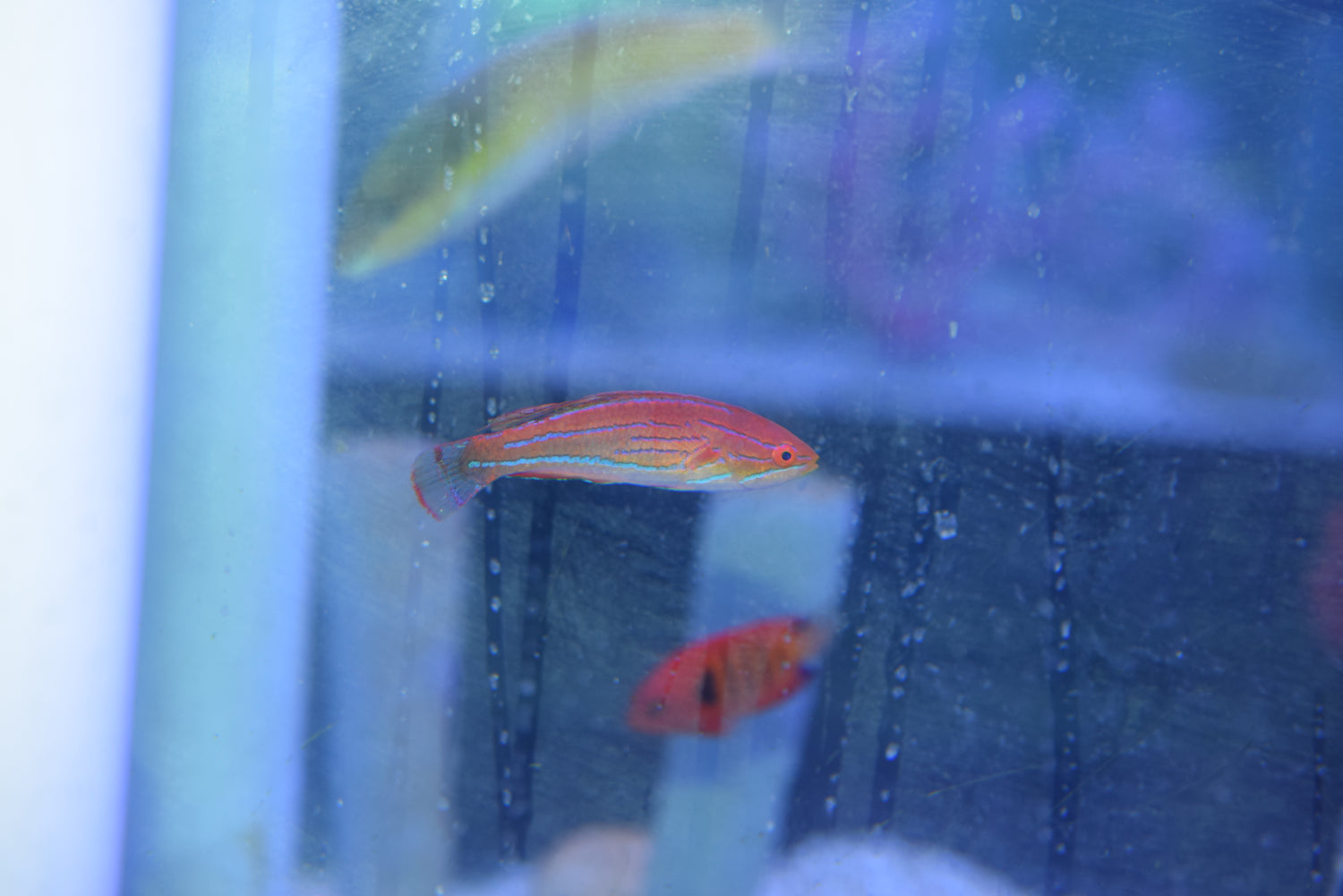 Carpenter Wrasse