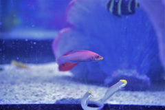 Evanidus Wrasse