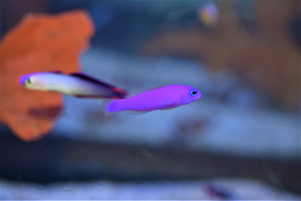 Purple Pseudochromis