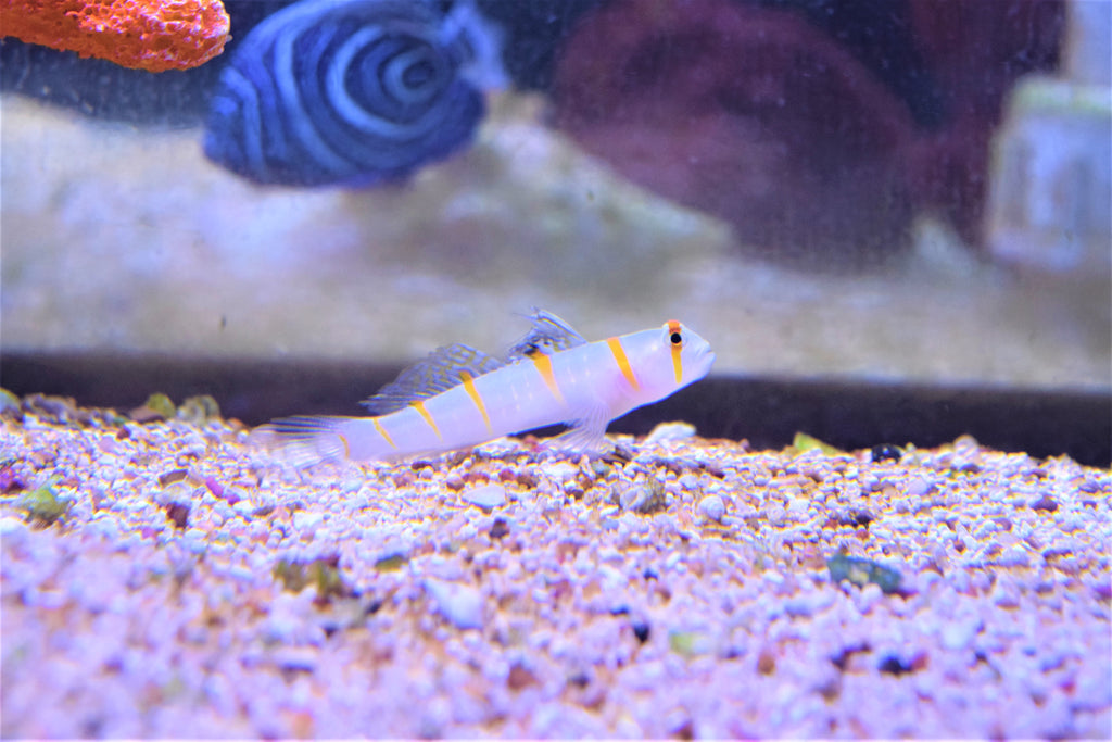 Randalli Goby
