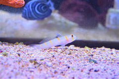 Randalli Goby