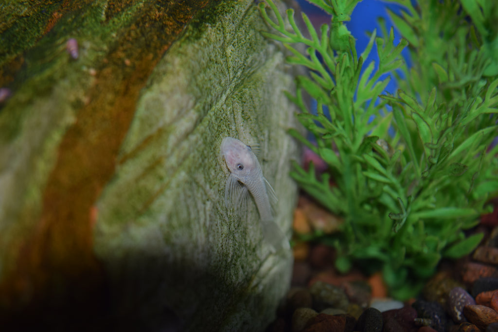 Snow White Ancistrus