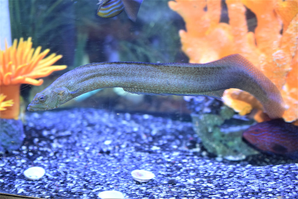 Kelp Poacher