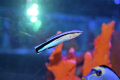 Cleaner Wrasse