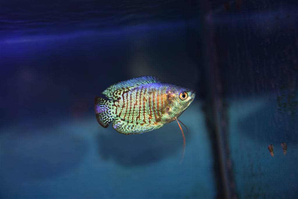 Turquoise Dwarf Gourami