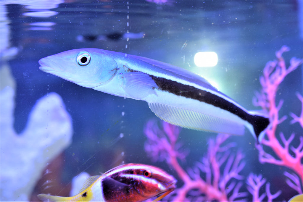 Blue Blanquillo