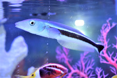Blue Blanquillo