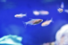 Albino Congo Tetras