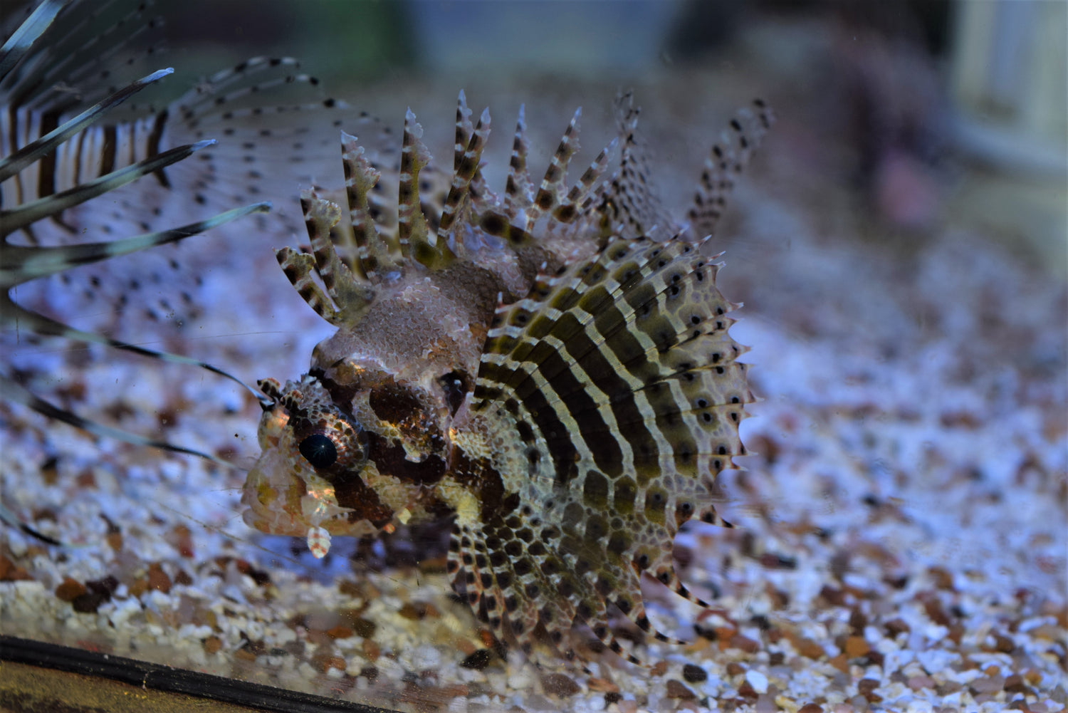 Fuzzy Dwarf Lionfish