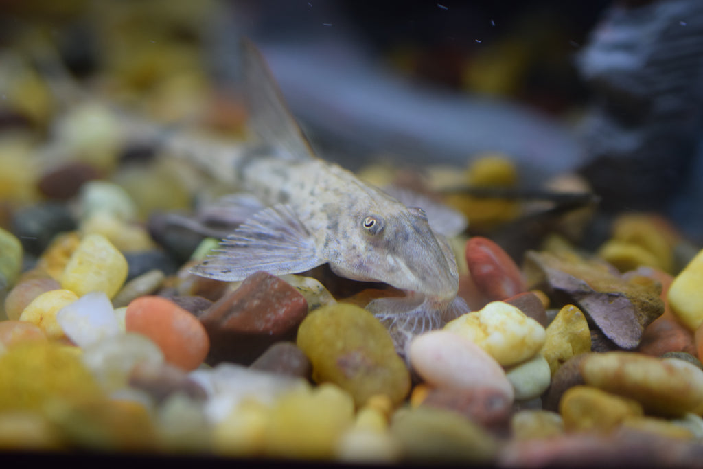 Chameleon Whiptail Catfish