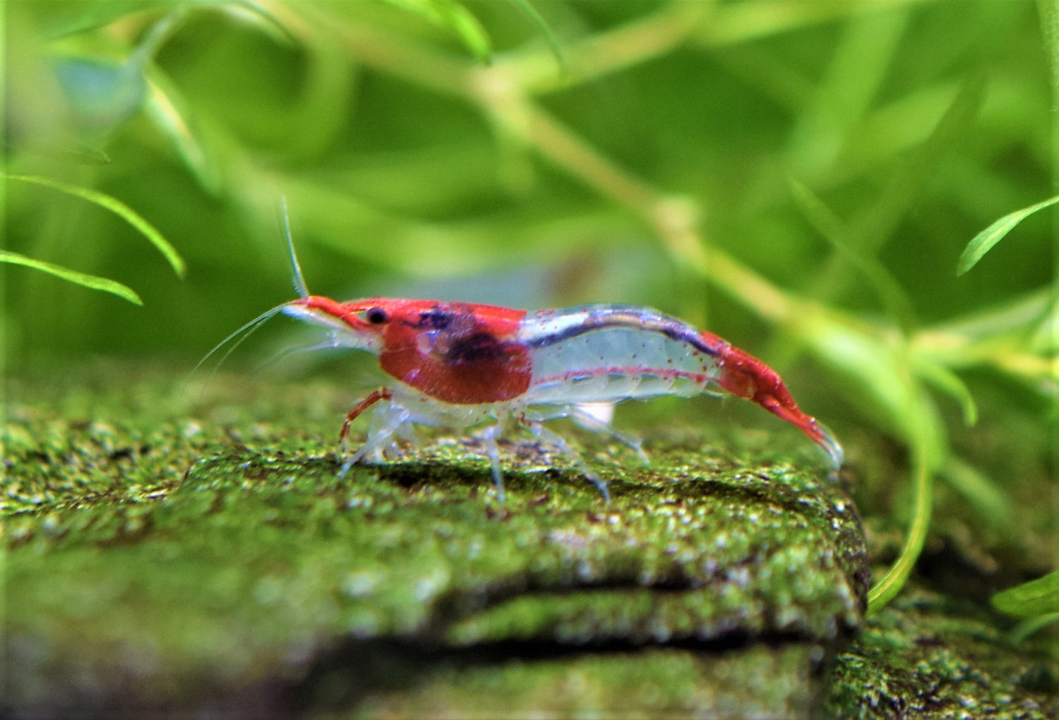 Red Rili Shrimp