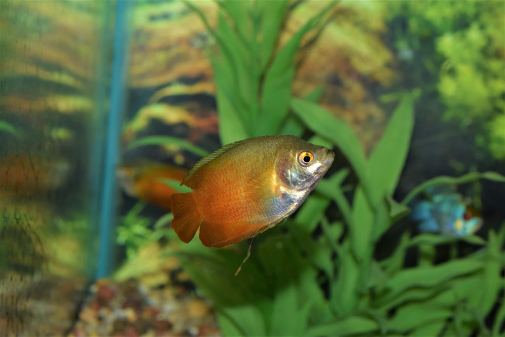 Red Flame Gourami