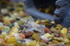 Chameleon Whiptail Catfish