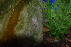 Snow White Ancistrus