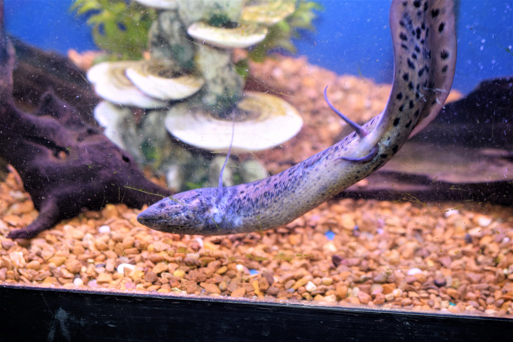 African Lungfish