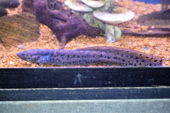 African Lungfish