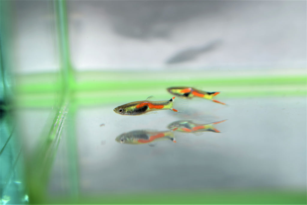 Orange Green Endlers