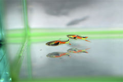 Orange Green Endlers