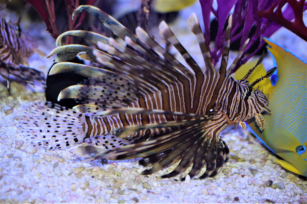Volitan Lionfish