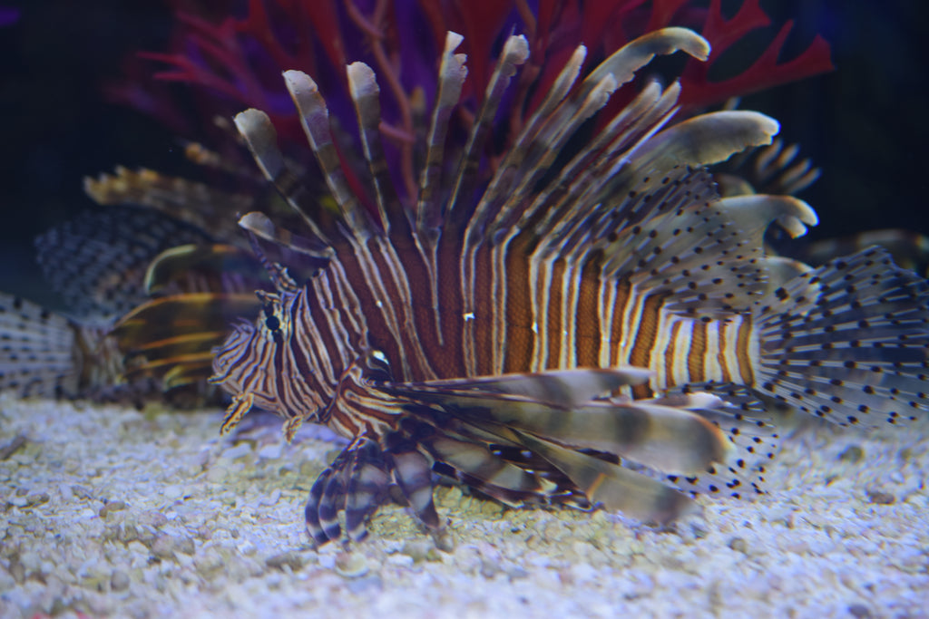 Volitan Lionfish