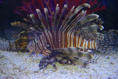 Volitan Lionfish