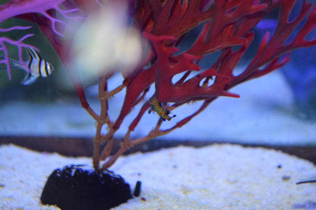 Mandarin Dragonet (Aquacultured)