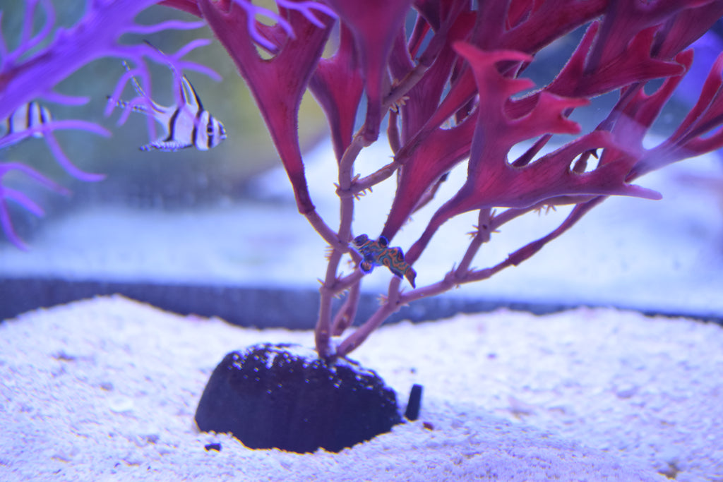 Mandarin Dragonet (Aquacultured)