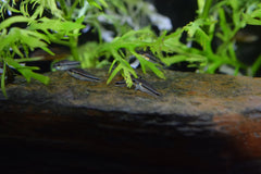 Pygmy Cory