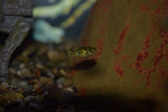 Dwarf Indian Pea Puffer