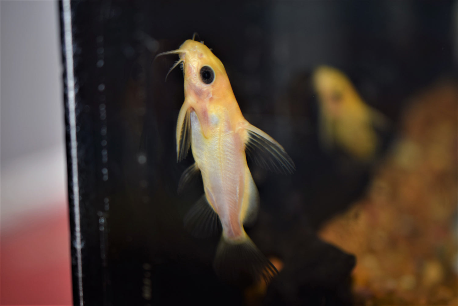 Synodontis nigrita "Gold"