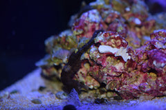 Erectus Seahorse (Aquacultured)