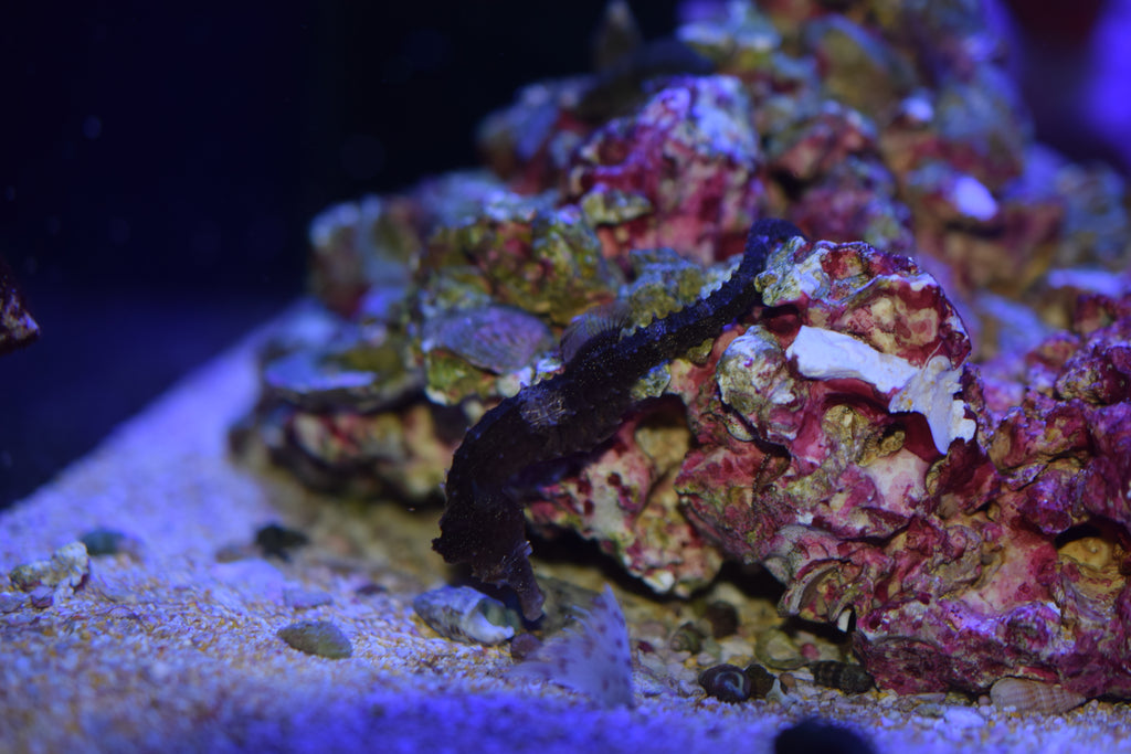 Erectus Seahorse (Aquacultured)