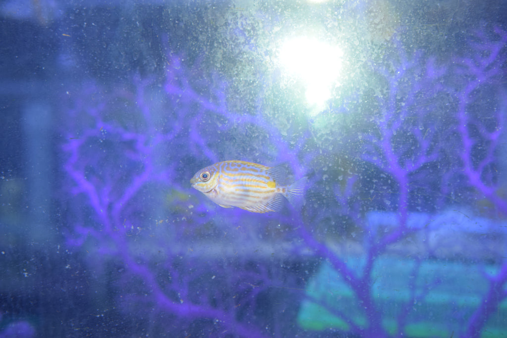 Goldline Rabbitfish